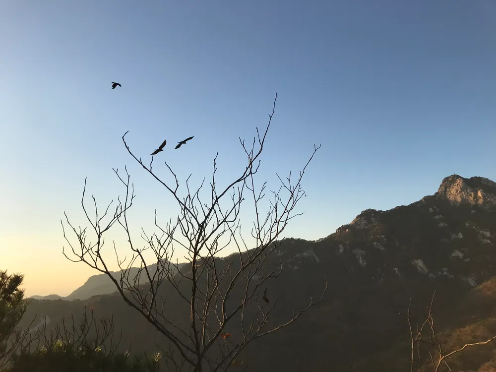 A bare-branched tree silhouetted against a granite peak and hazy ridges at Bukhansan in late autumn