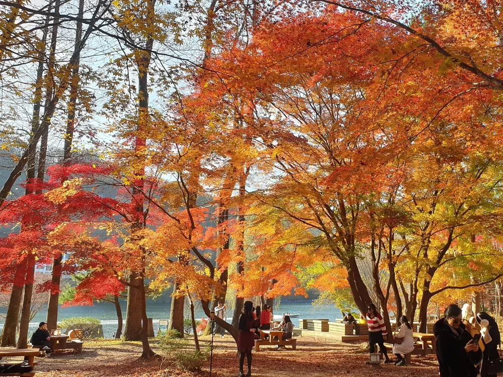 A blaze of orange and red maple over the riverside picnic area on Nami Island, leaves carpeting the ground
