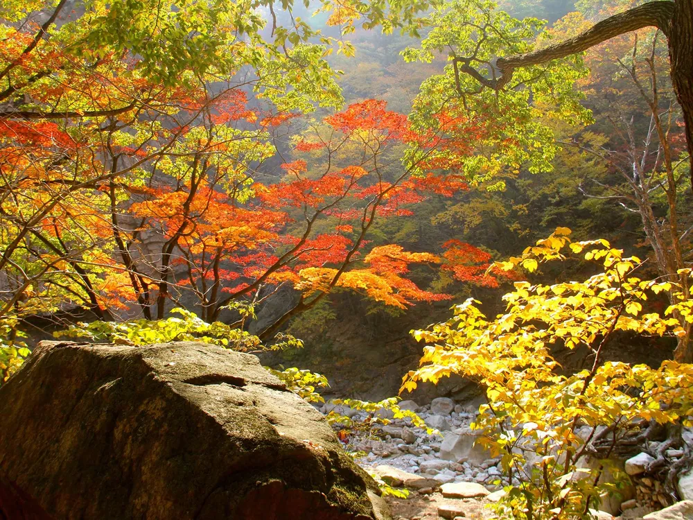 Backlit red and orange maples over a boulder-filled stream bed at Seoraksan in autumn