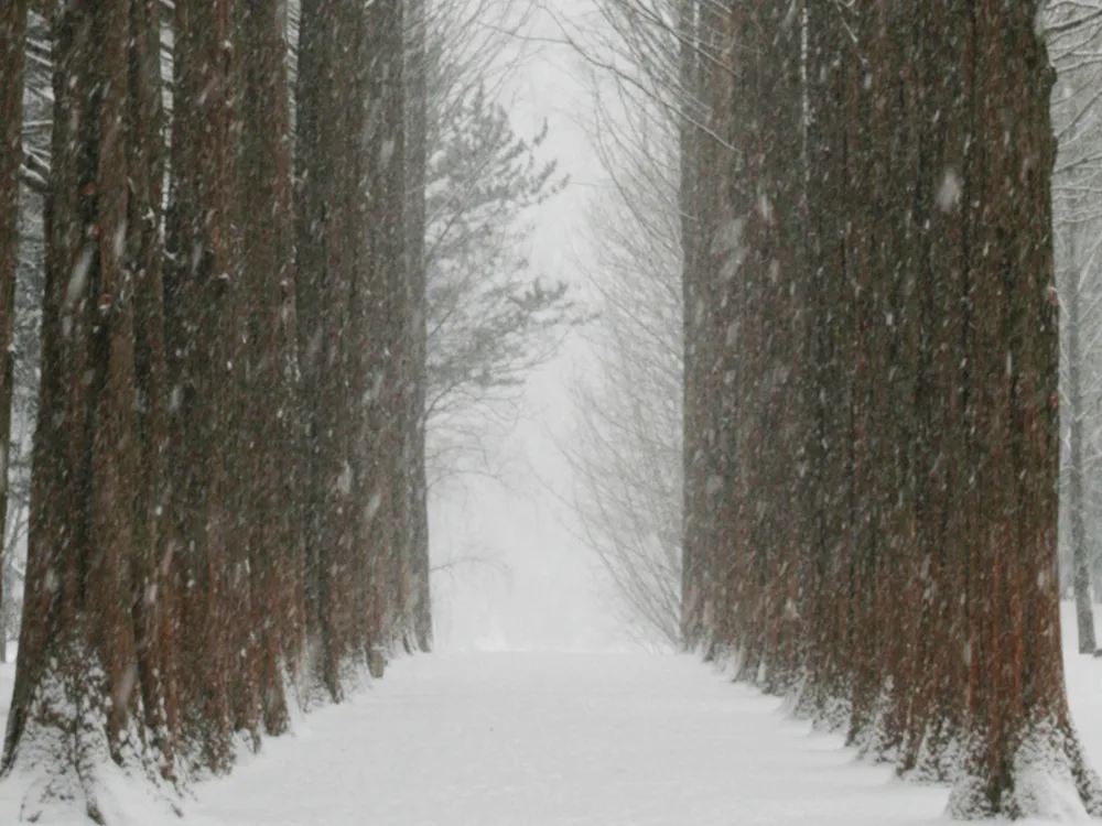 Snow falling on the tall metasequoia tree lane at Nami Island in winter