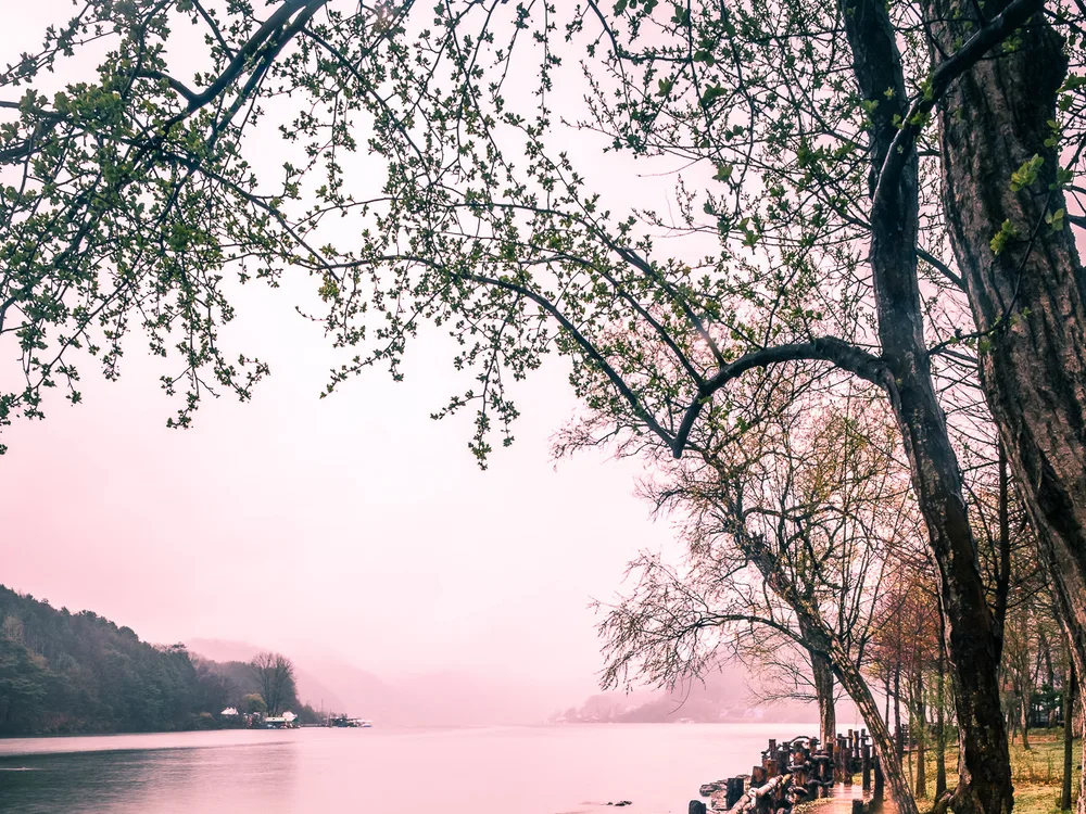 Misty, pink-tinged early-spring branches over the water at Nami Island