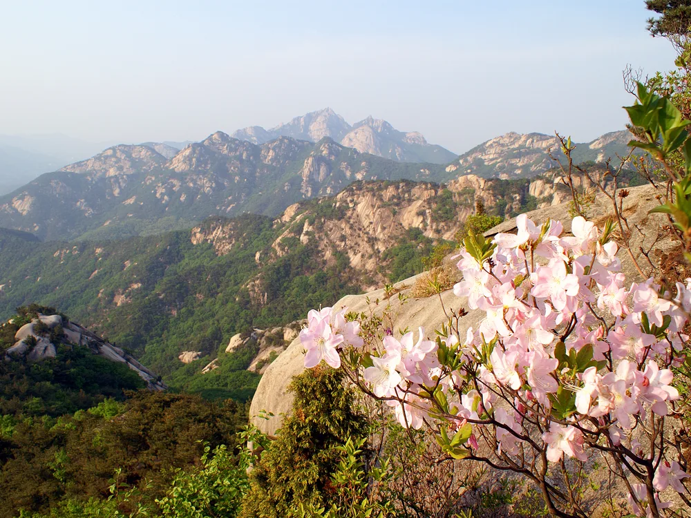Pale pink azaleas on a rocky ledge with the granite peaks of Bukhansan behind