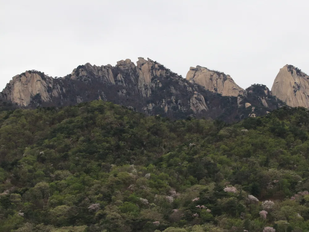 Bukhansan's bare granite ridge above a forested slope dotted with spring blossom