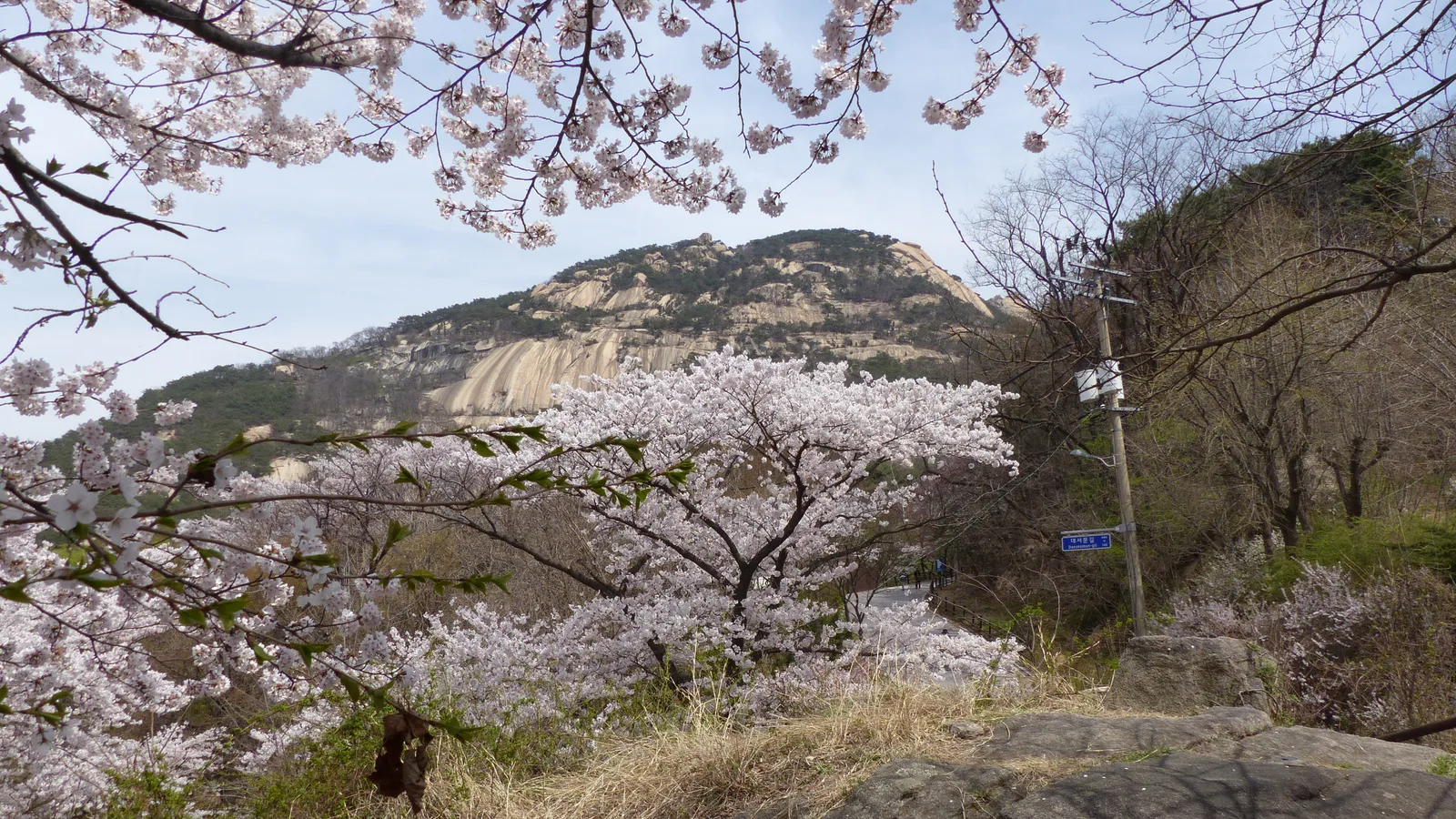 Cherry blossom branches framing a granite peak of Bukhansan under a blue sky