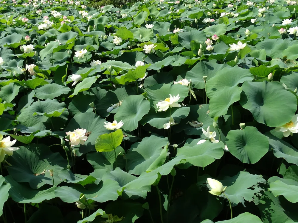 A dense pond of white lotus flowers and broad green leaves in bloom