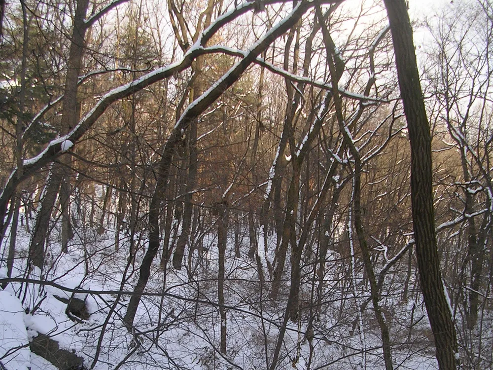 A snow-covered wooded slope on the Bukhansan Dulle-gil circuit trail, bare trees in low winter sun